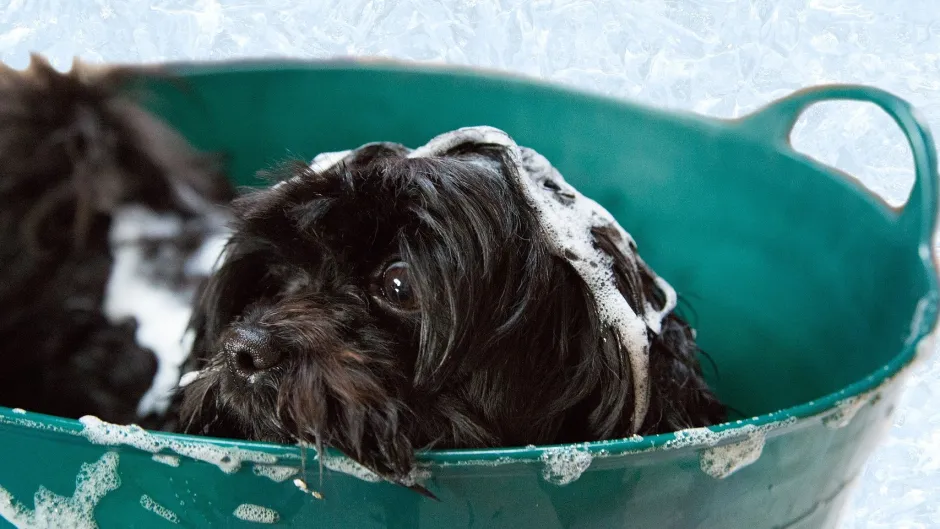 puppy-gc6e9822c6_1920